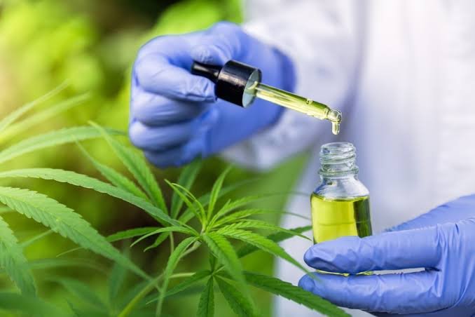 Procura por cannabis medicinal cresce 29%