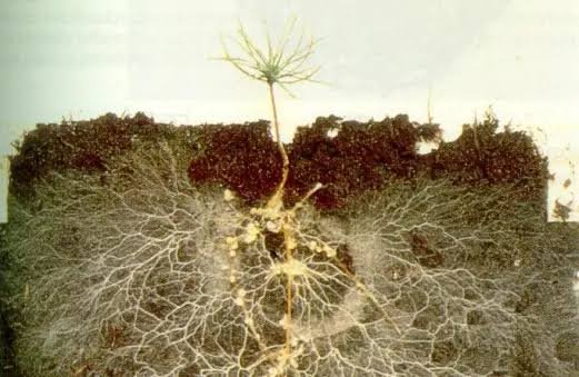Como fungos ajudam as plantas a absorver nutrientes
