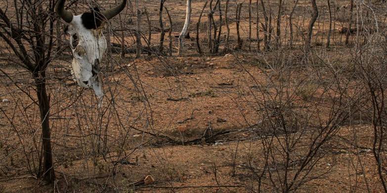 COP17 debate investimentos para recuperar terras