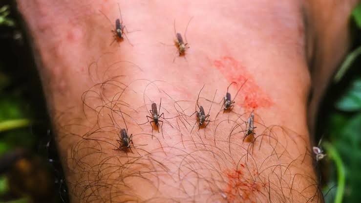 Febre do Nilo: sinais de alerta para casos graves