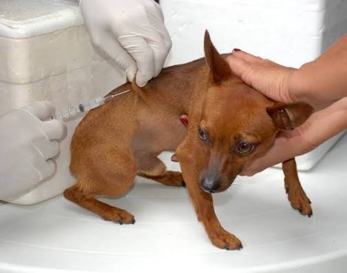 Raiva pode atingir animais e humanos