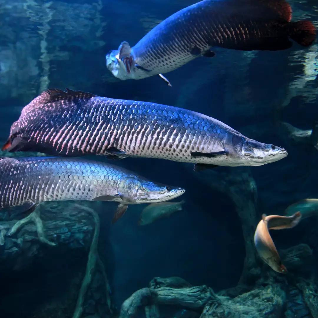 Rios e igarapés amazônicos concentram riqueza de peixes